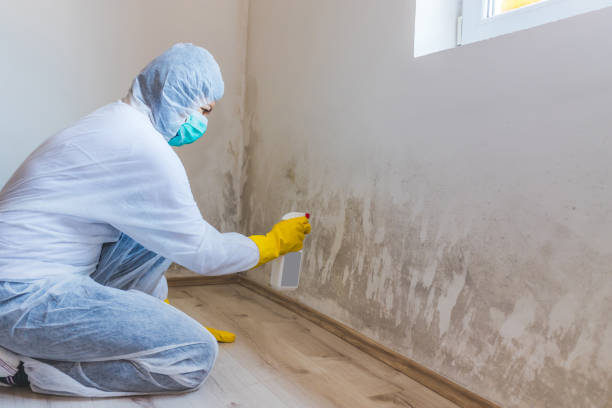 Licensed Mold Remediation service in Philipsburg, PA - WQB Mold Removal